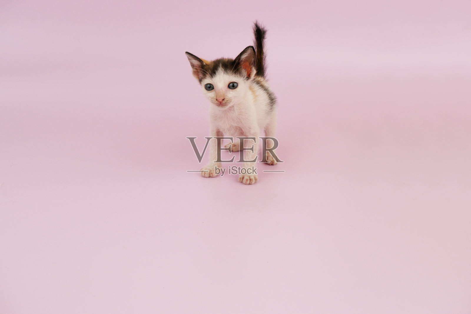 小可爱的小猫粉红色的背景。照片摄影图片