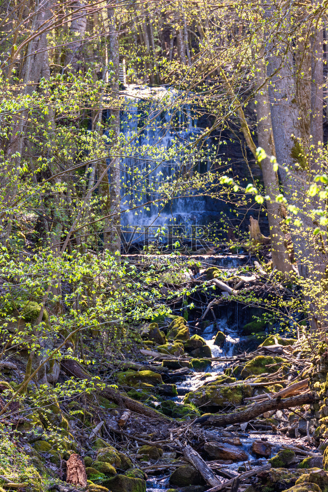 春天有瀑布的森林里萌芽的树叶照片摄影图片