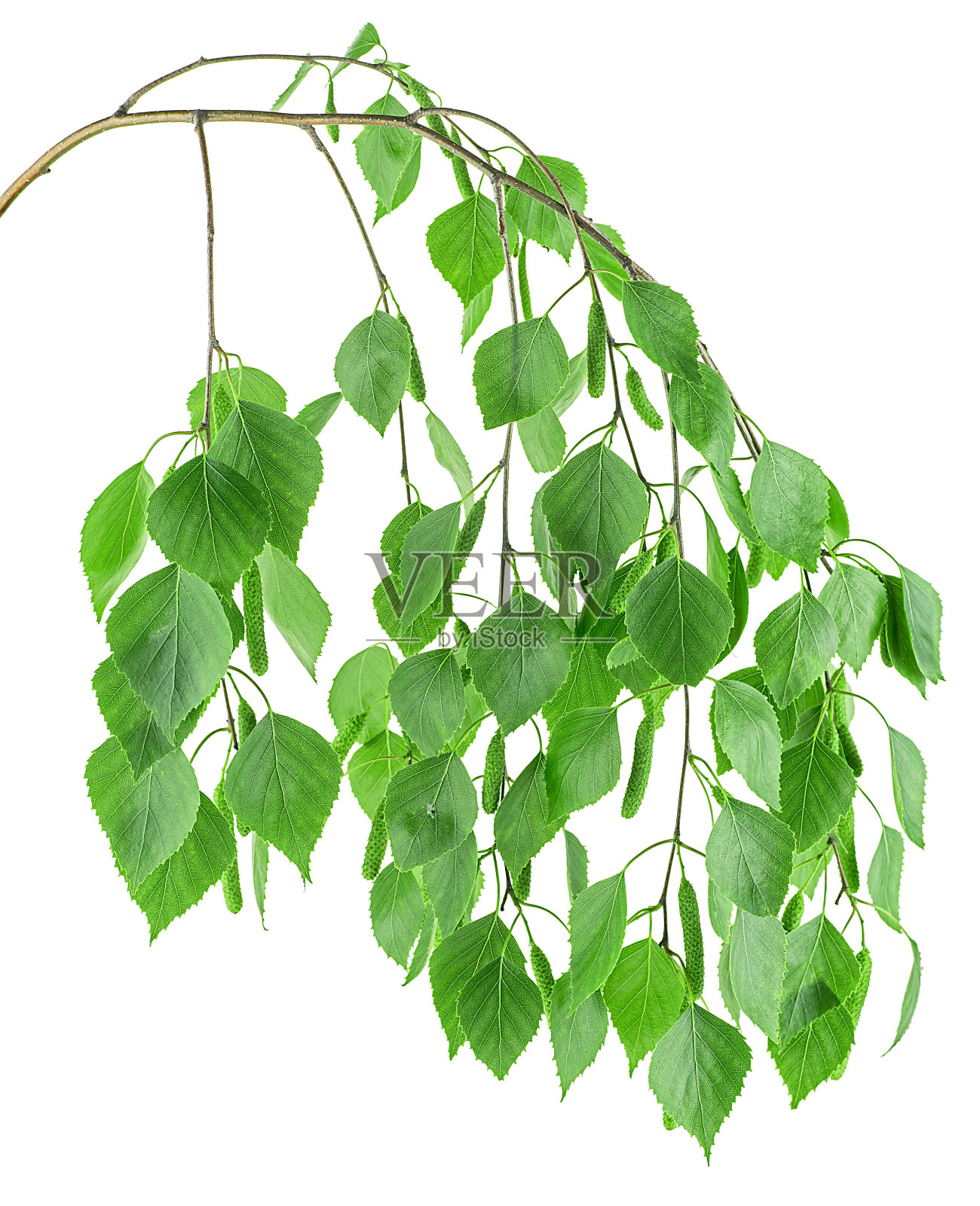 白桦树的小枝，嫩叶和柳絮孤立在白色的背景上照片摄影图片