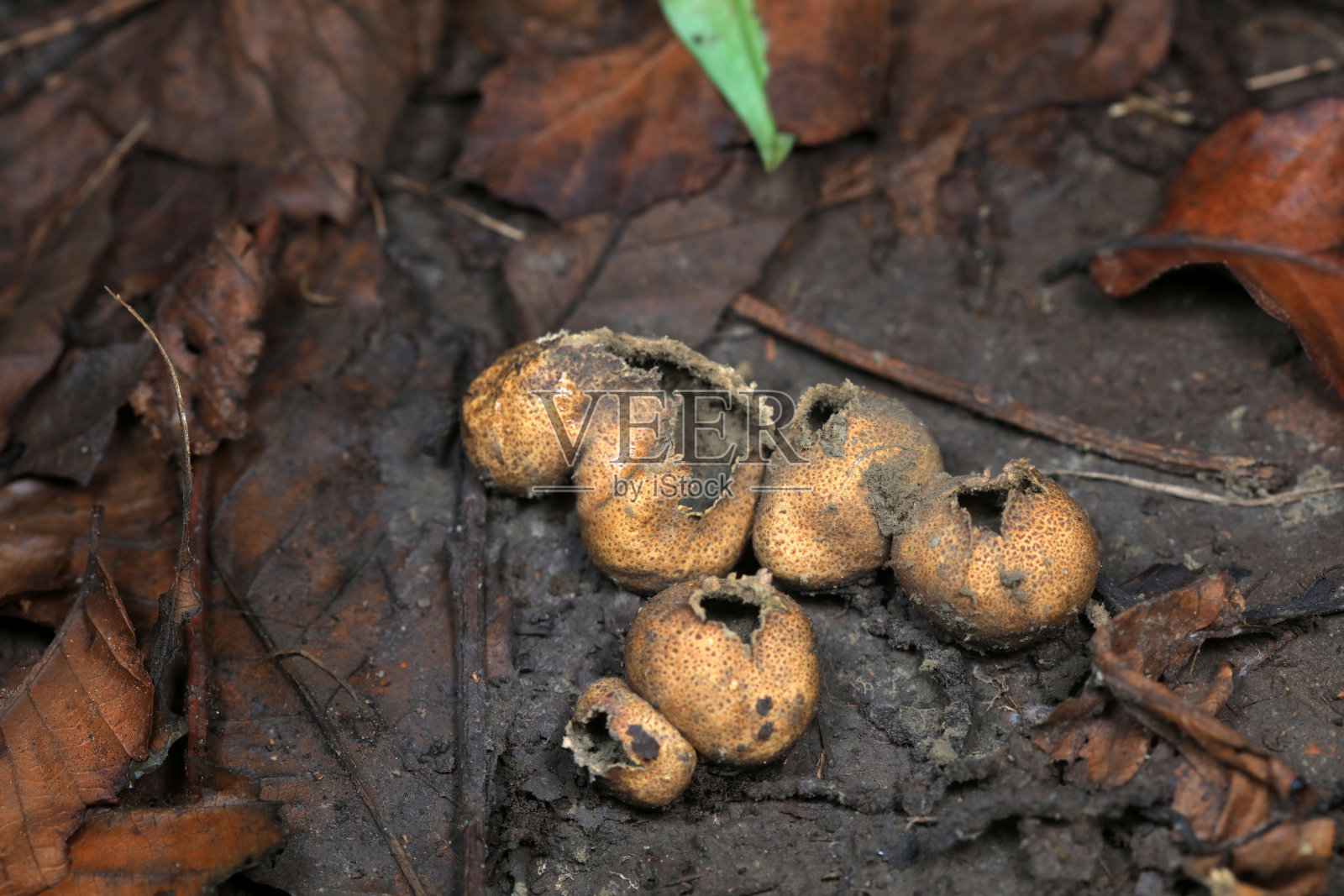 河豚的子实体在中国北方的田野里照片摄影图片