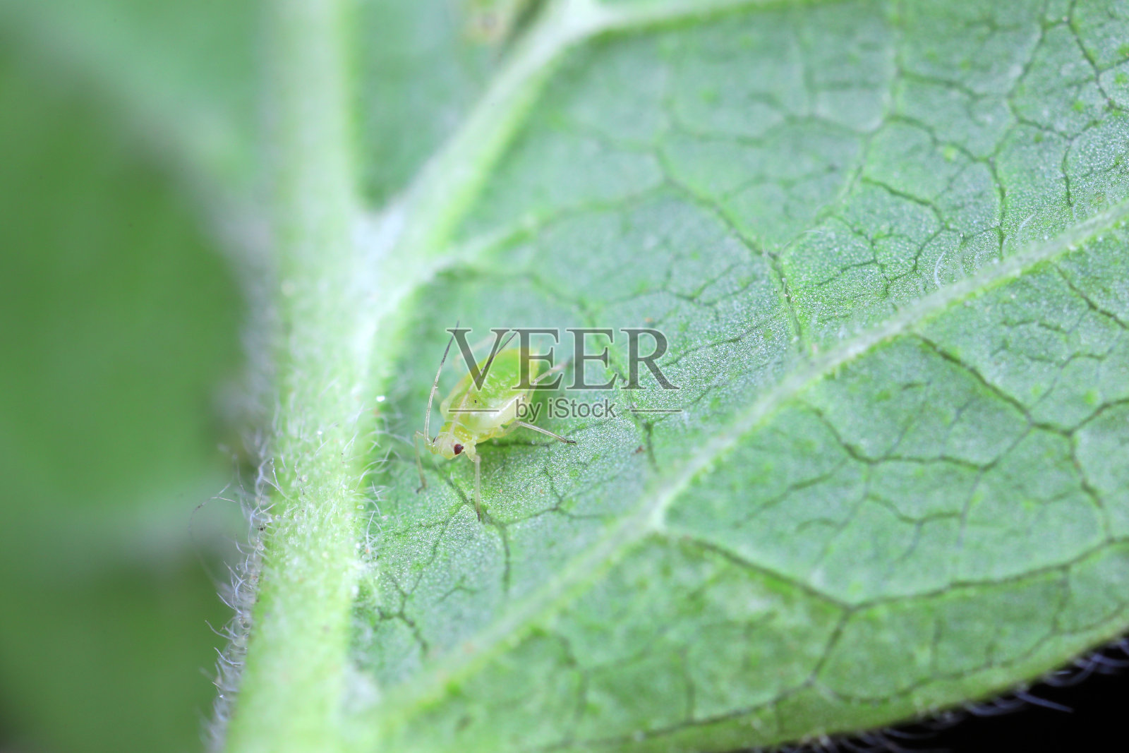 中国北方，在绿叶上爬行的蚜虫照片摄影图片