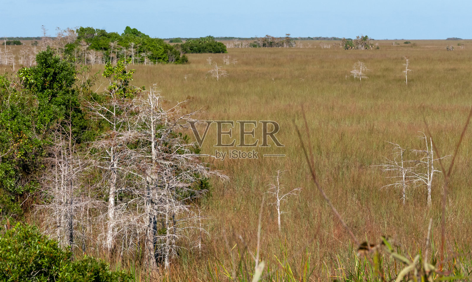 南佛罗里达广阔平原上的野生湿地植被照片摄影图片