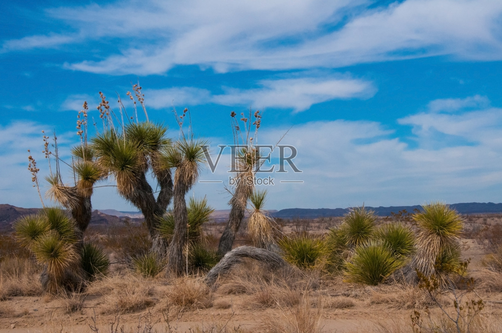 巨大的丝兰是生长在德克萨斯州西部大本德国家公园的许多沙漠植物之一。照片摄影图片