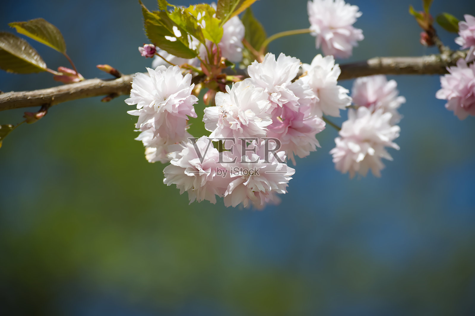 春旗上挂着朵朵樱花照片摄影图片