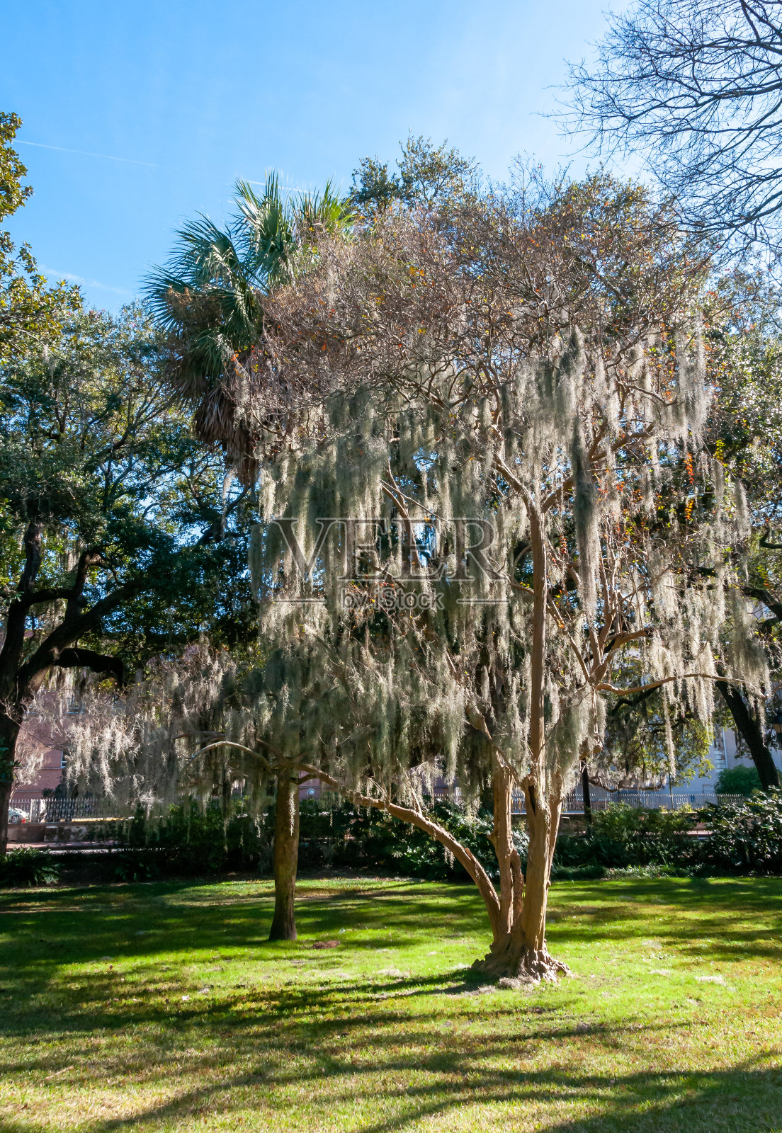 西班牙苔藓(Tillandsia usneoides)是一种附生开花植物，生长在公园的树上照片摄影图片