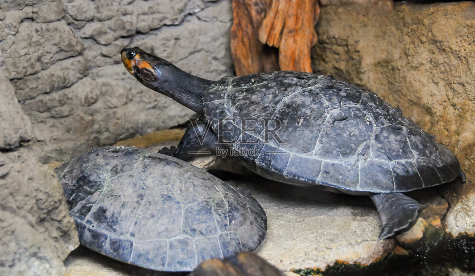 玻璃水族箱后面有红耳朵的海龟照片摄影图片