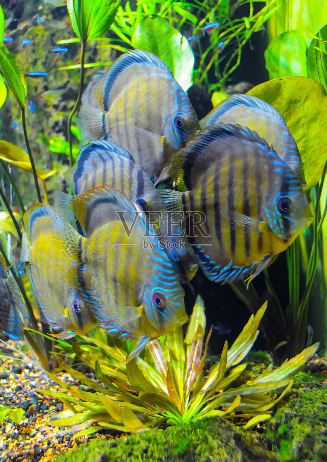 水合鱼(Symphysodon aequifascilatus)水族馆中的大型淡水鱼照片摄影图片