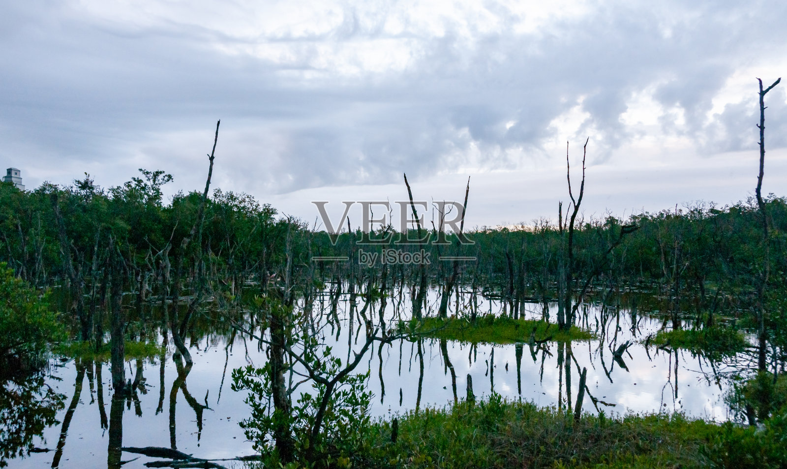 美国佛罗里达沼泽景观中干燥的树木和水生植被照片摄影图片