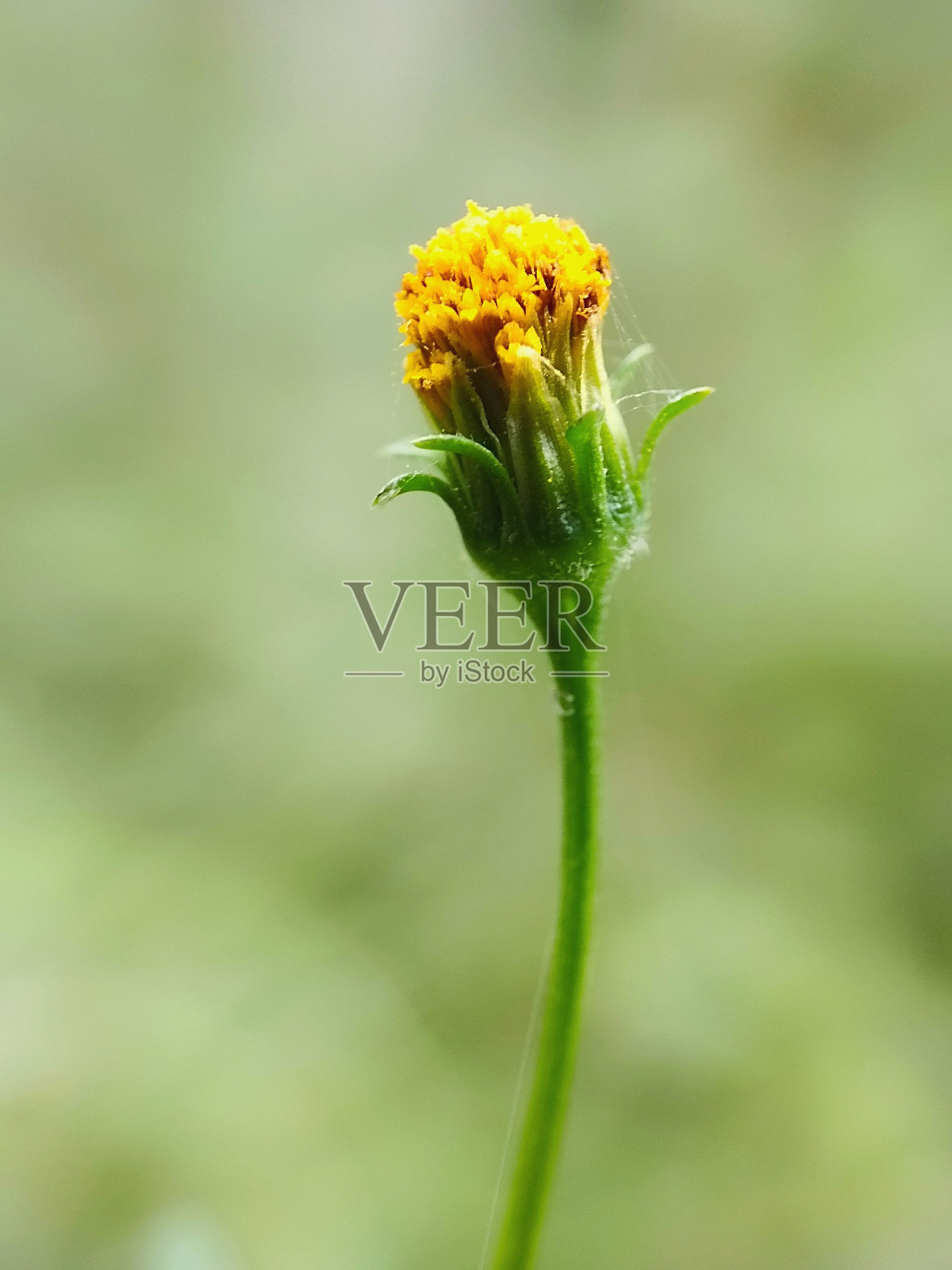 印度尼西亚的菊科或野蔷薇或野蔷薇照片摄影图片