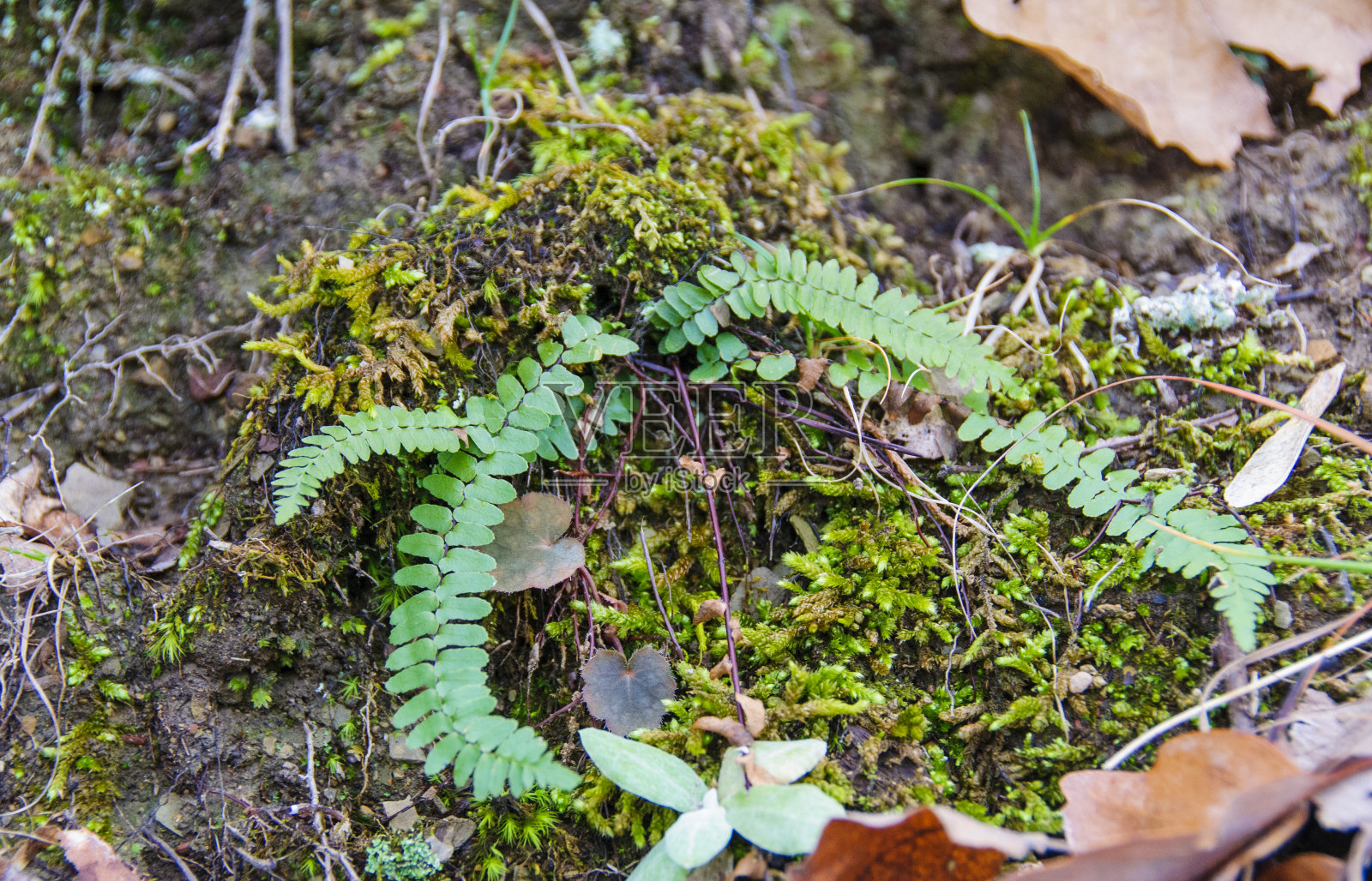 蕨类植物，一种生长在落叶和苔藓中的年轻植物，美国田纳西州照片摄影图片