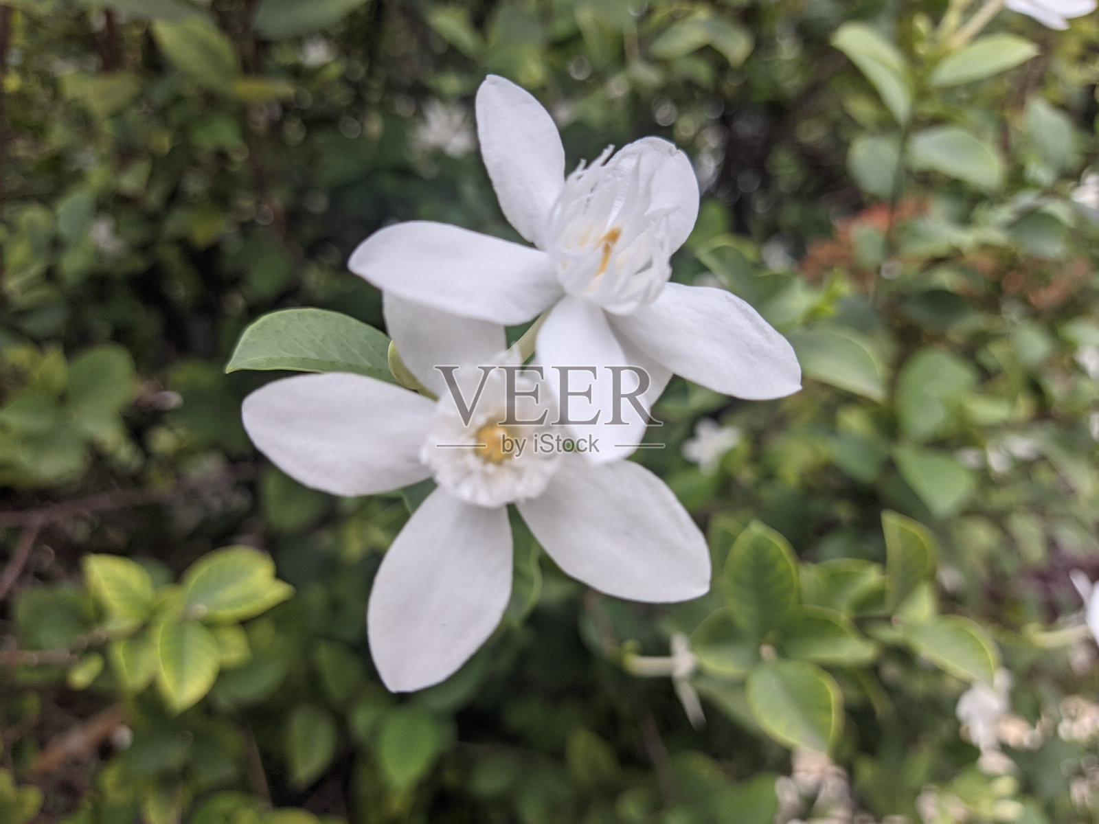 宏观视角下的阿拉伯茉莉花照片摄影图片