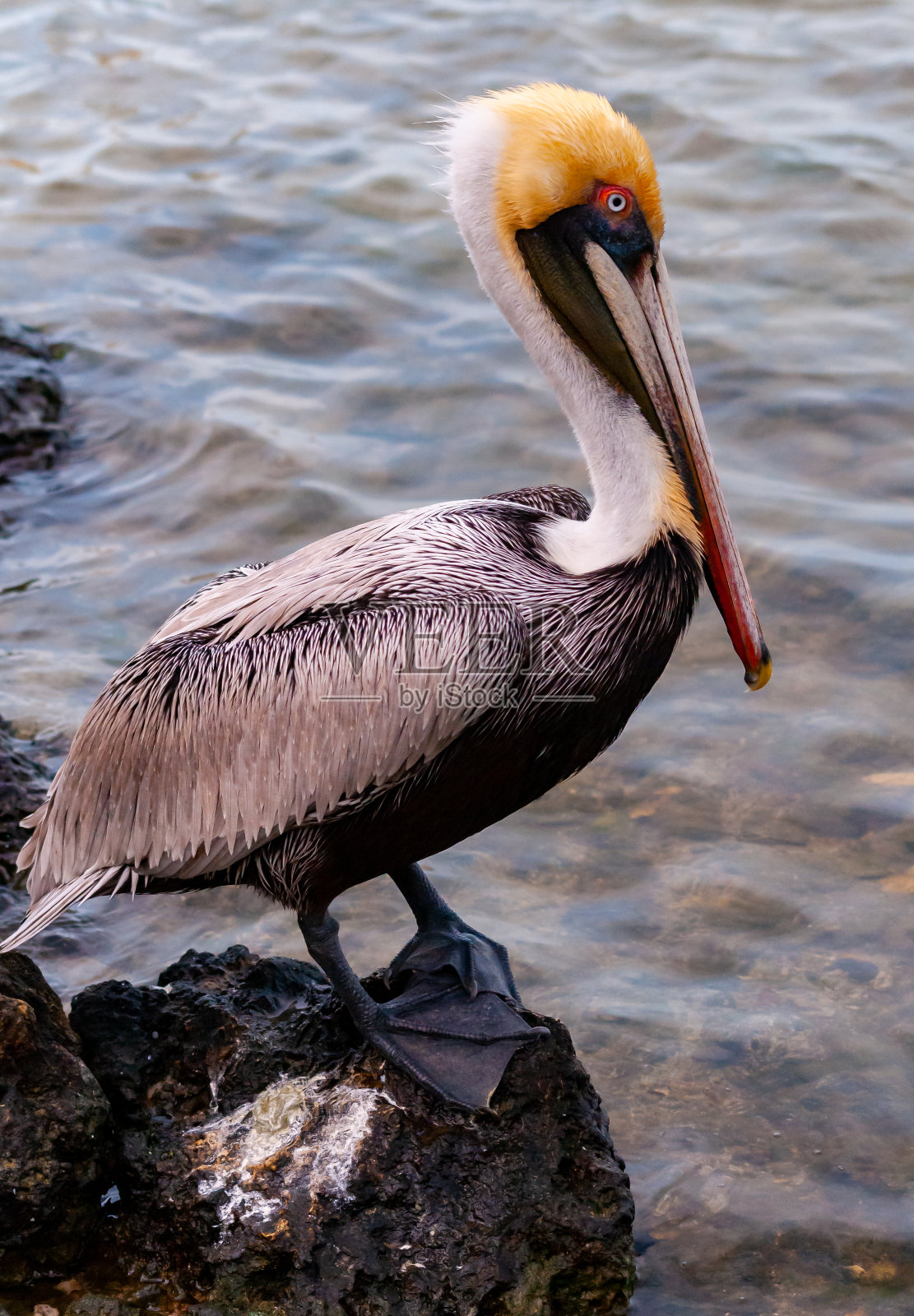 褐鹈鹕(美洲鹈鹕)，在佛罗里达州墨西哥湾的一块岩石上休息的一只成年鸟照片摄影图片
