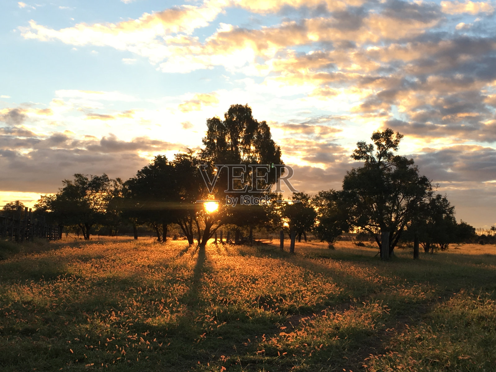 草的照片照片摄影图片