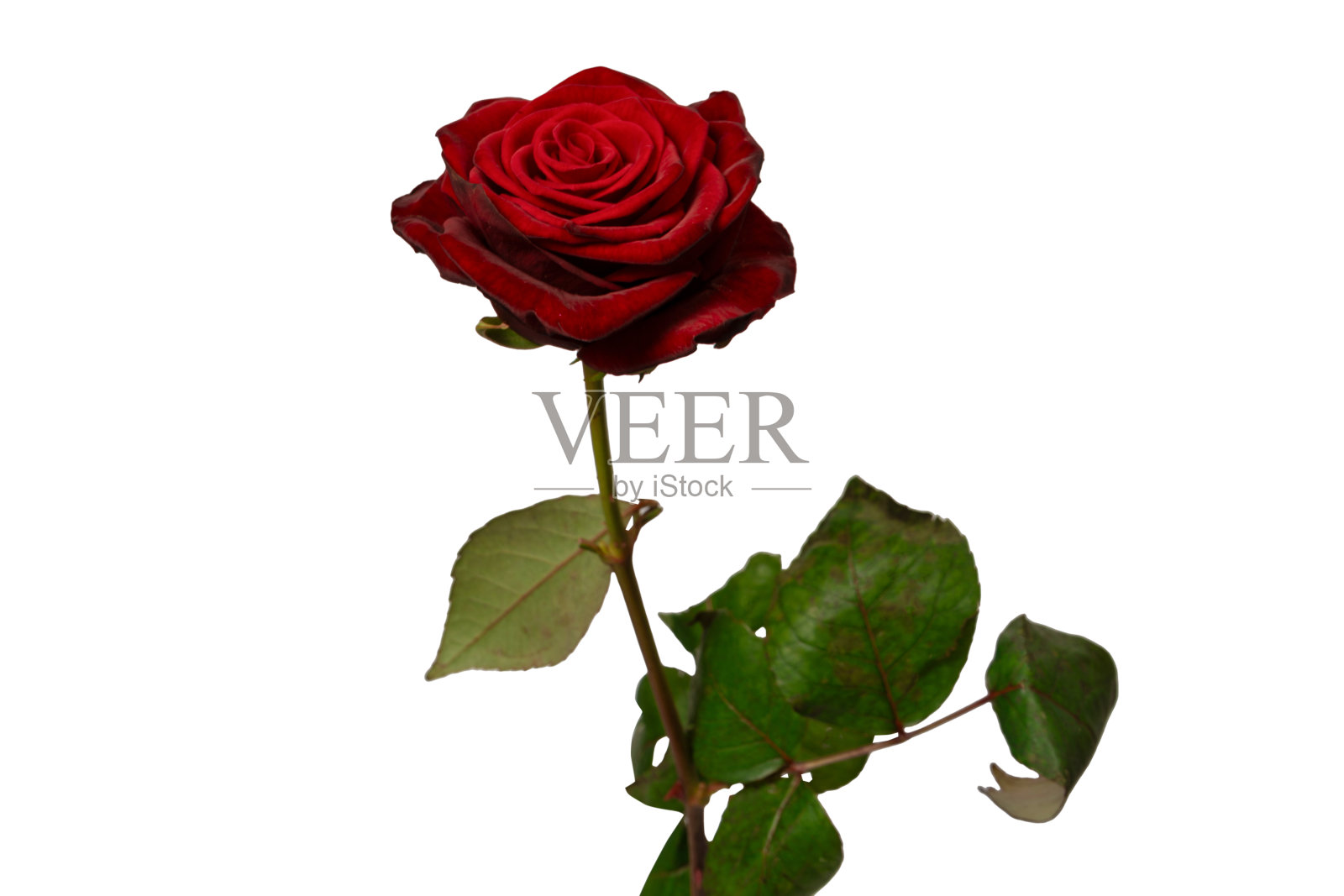 美丽的红玫瑰孤立在白色的背景。照片摄影图片