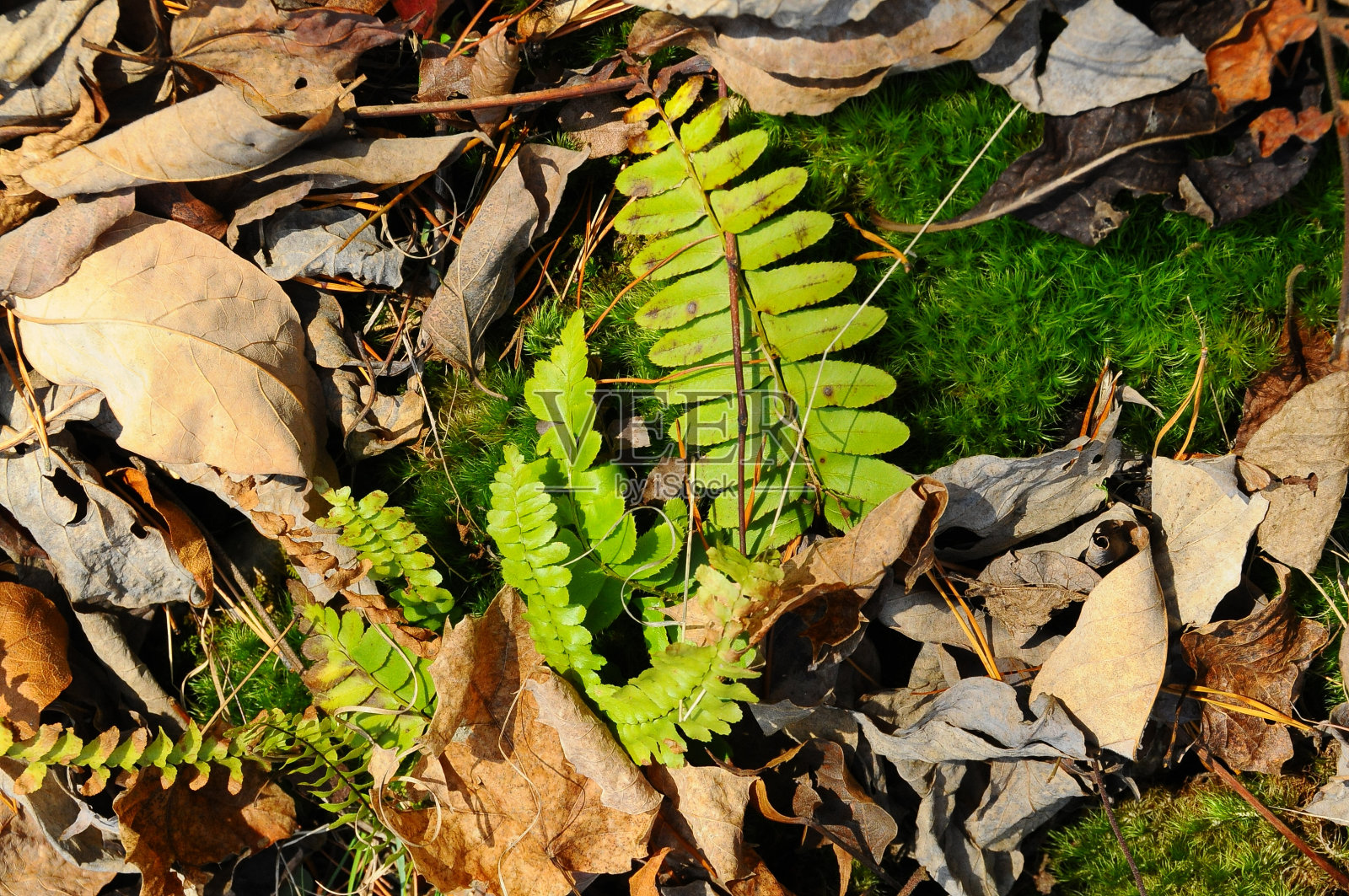 蕨类植物，一种生长在落叶和苔藓中的年轻植物，美国田纳西州照片摄影图片