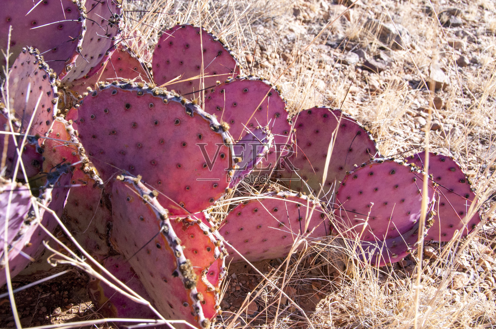 大弯国家公园，紫刺梨仙人掌照片摄影图片