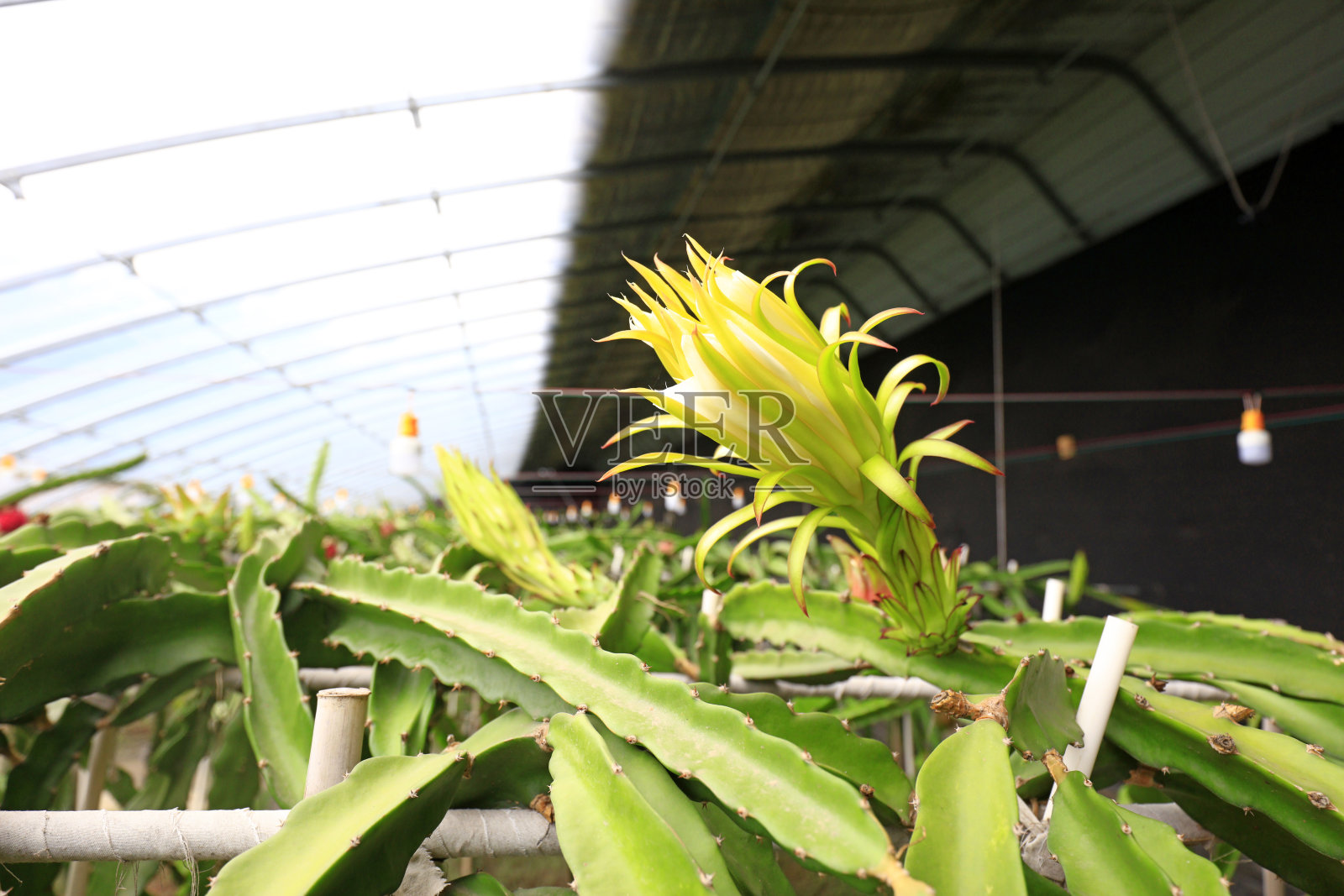 中国北方温室里成熟的火龙果照片摄影图片