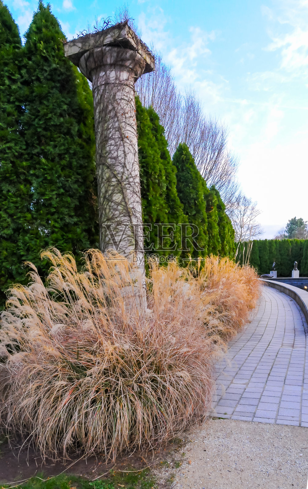 花园设计，新泽西花园内部的黄草和针叶树照片摄影图片