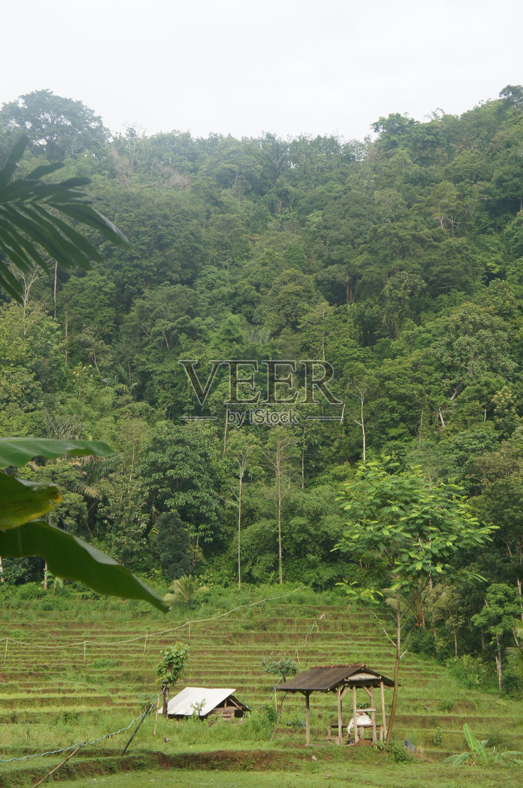 稻田中间的老茅屋照片摄影图片