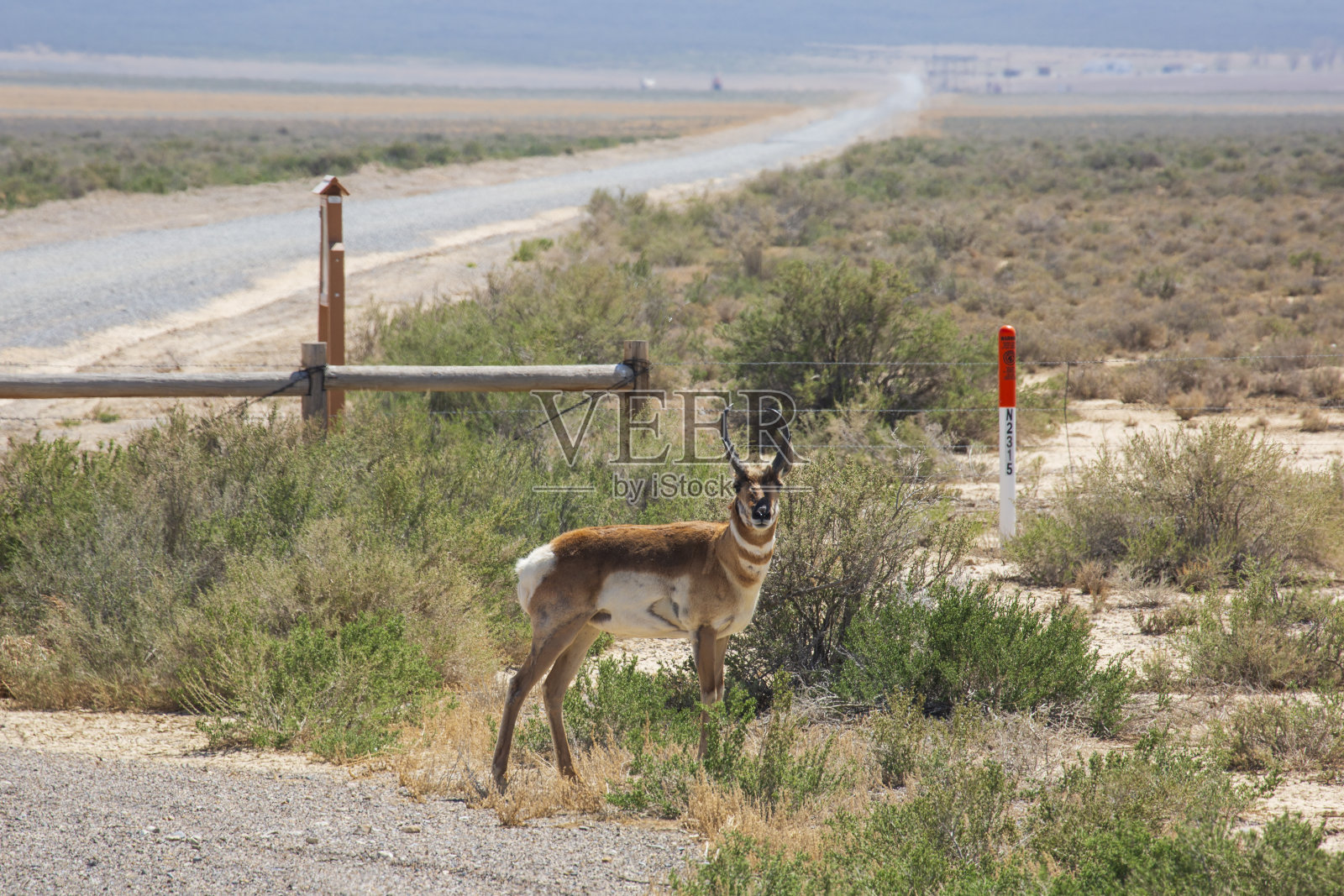 沙漠中栅栏前的叉角羚，远处是开阔的道路照片摄影图片