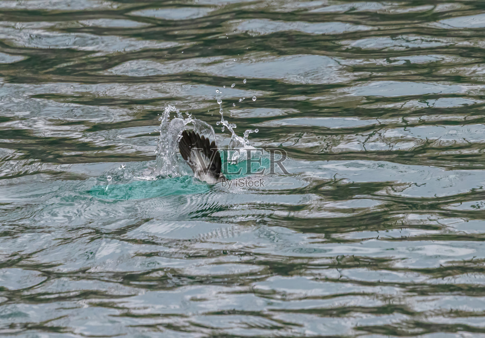 雌性金眼蝶潜水照片摄影图片
