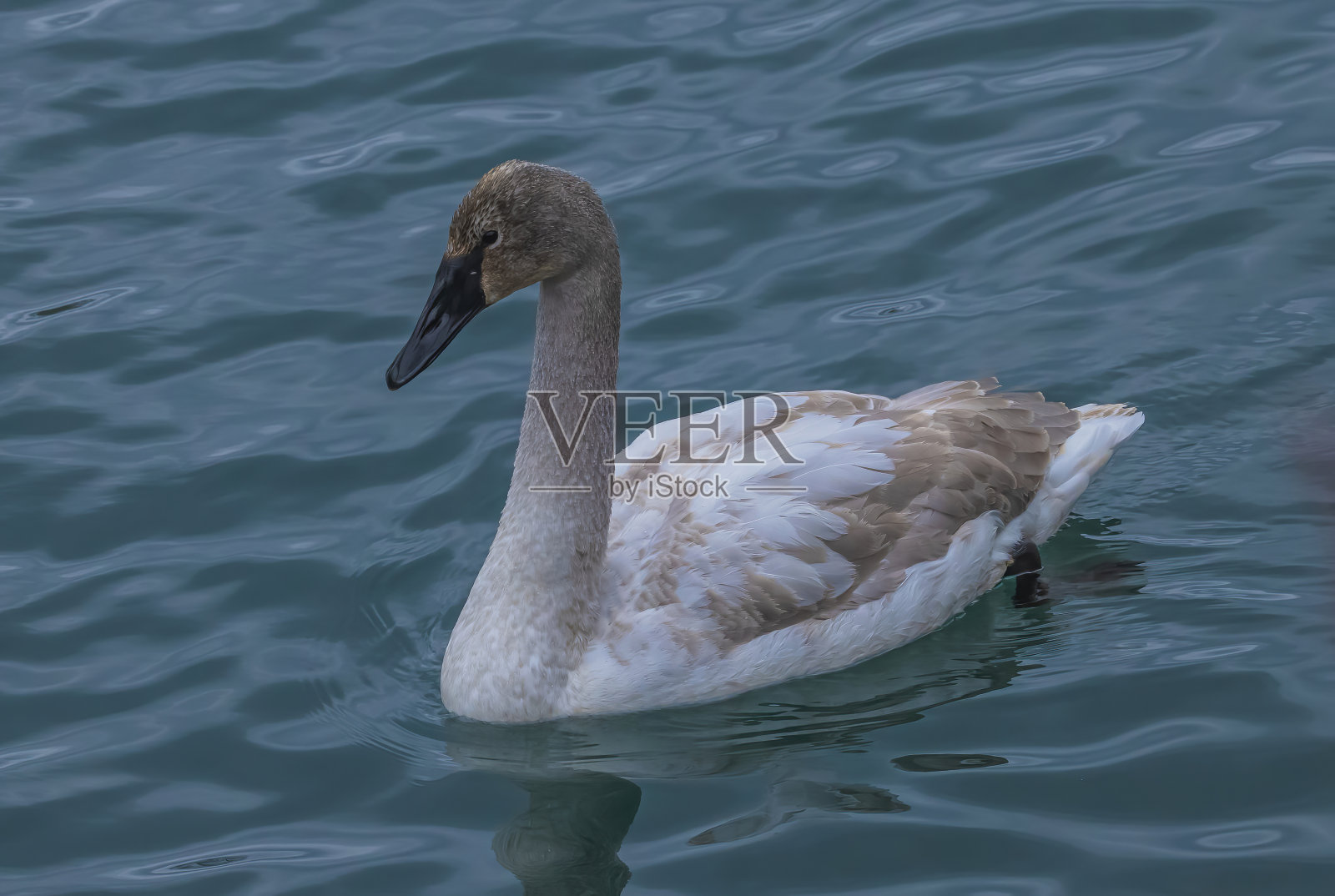 幼年号手天鹅照片摄影图片