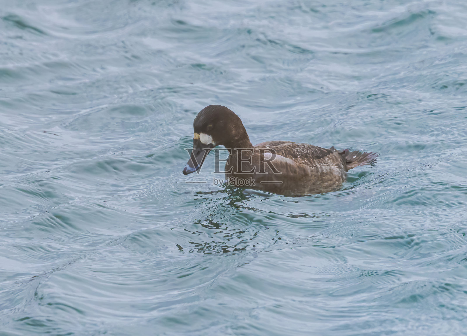 更大的泡沫即将跳水照片摄影图片