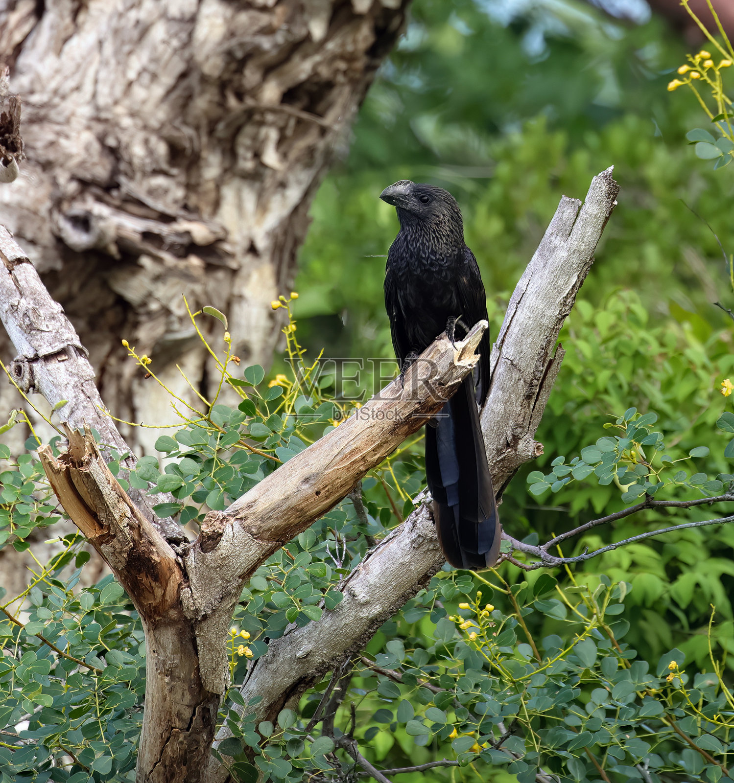 Smooth-billed Ani照片摄影图片