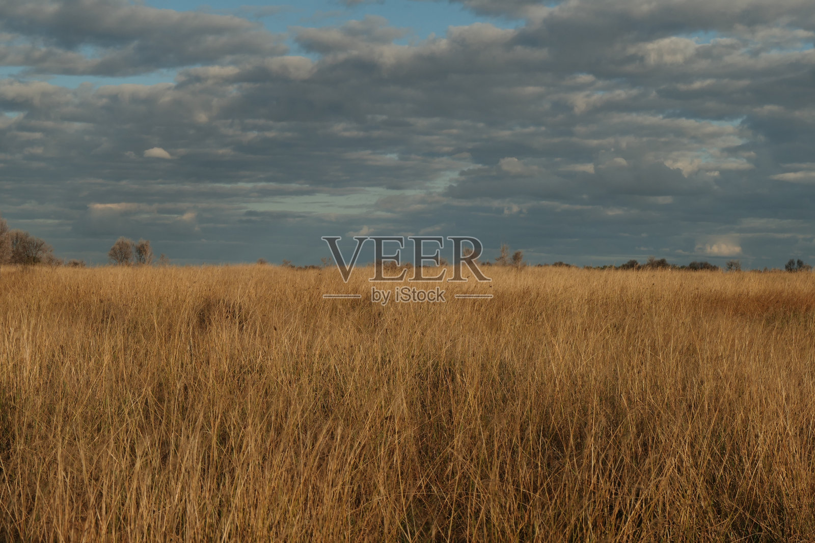 草的照片照片摄影图片