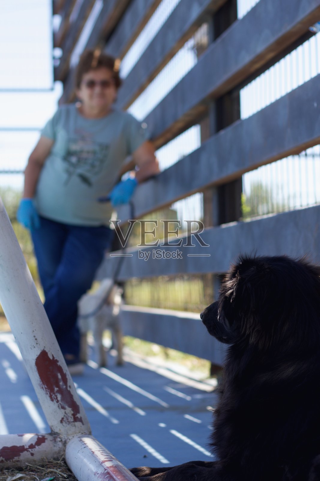 一位老妇人在运动场上遛狗照片摄影图片