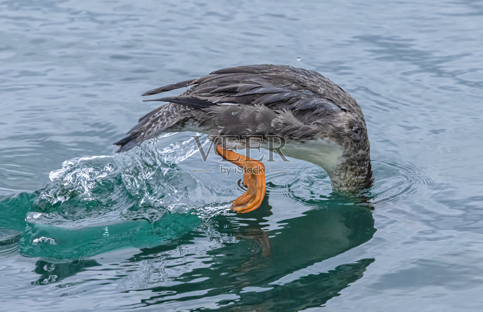 红胸秋沙鸭引起轰动照片摄影图片