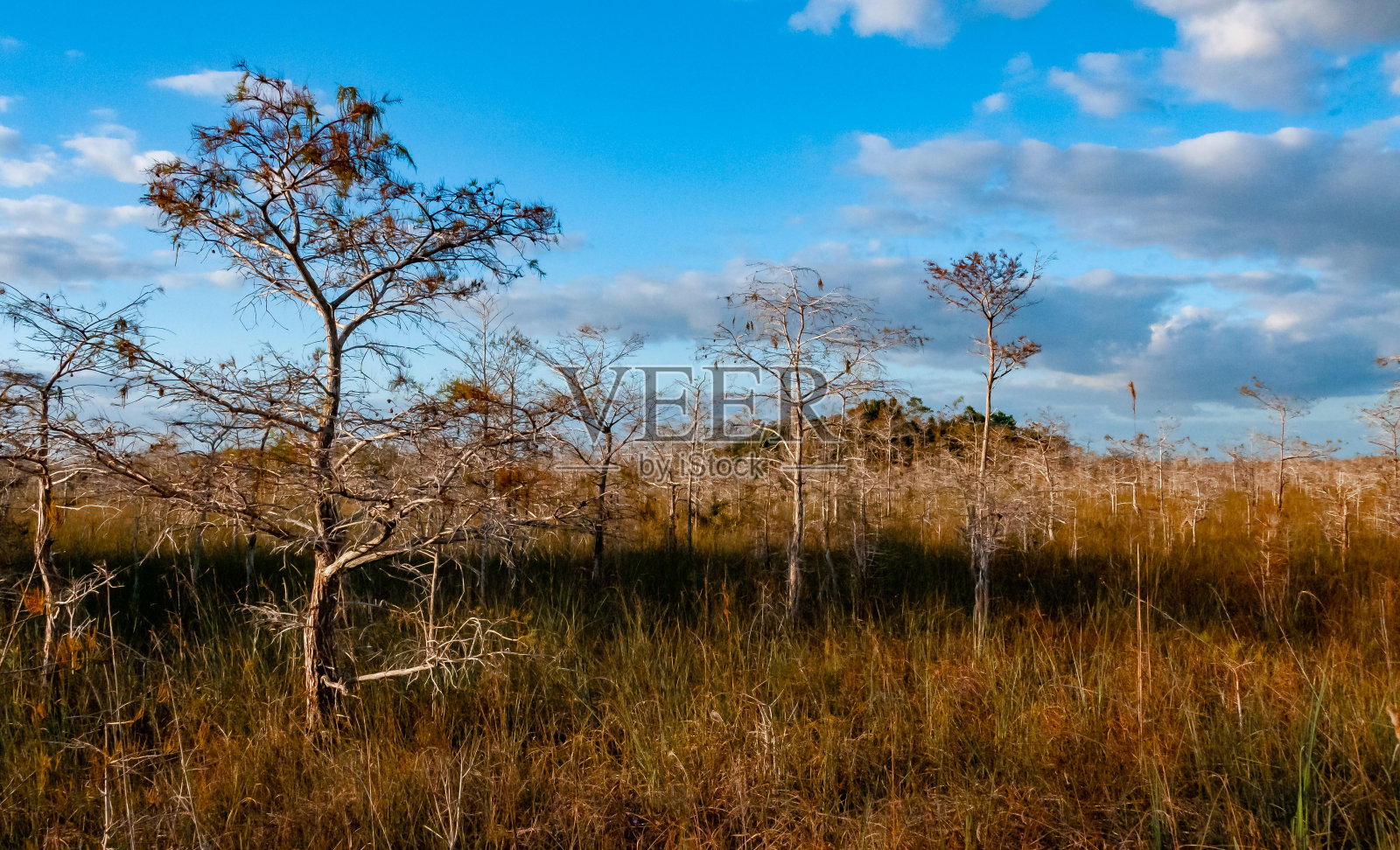 沼泽景观，沼泽树木和其他野生植被在秋天，美国佛罗里达州照片摄影图片