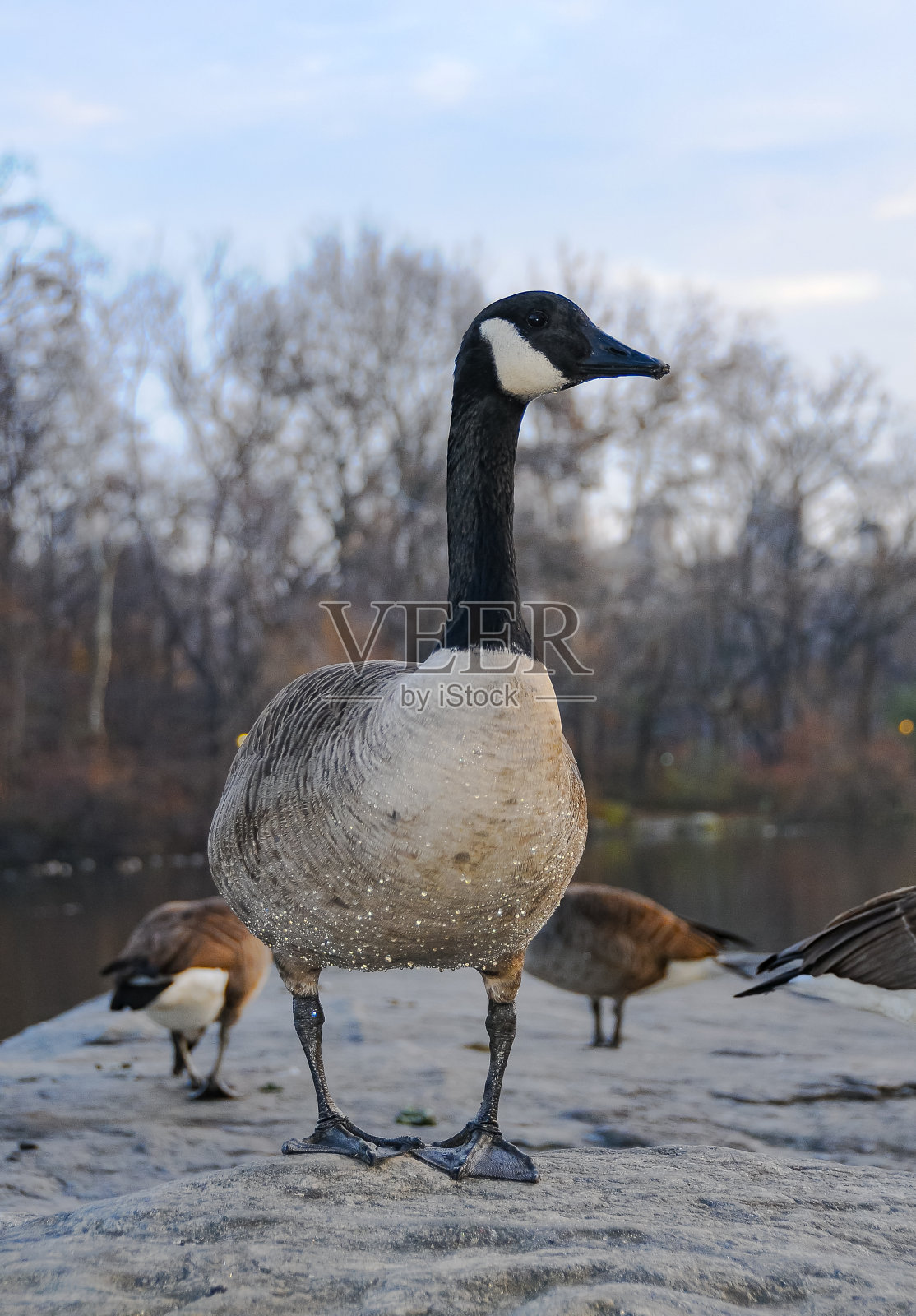 在纽约曼哈顿公园的湖中休息的加拿大鹅(Branta canadensis)照片摄影图片