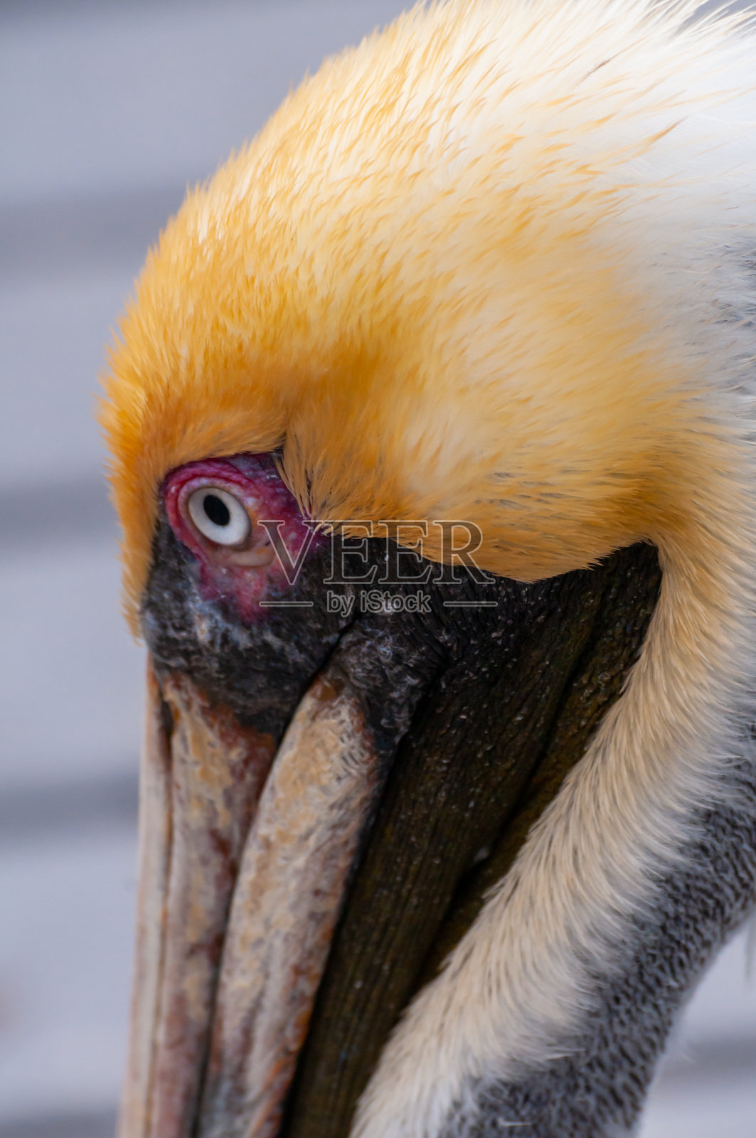 褐鹈鹕(pelenanus occidentalis)，鸟头在水的背景，特写，佛罗里达照片摄影图片