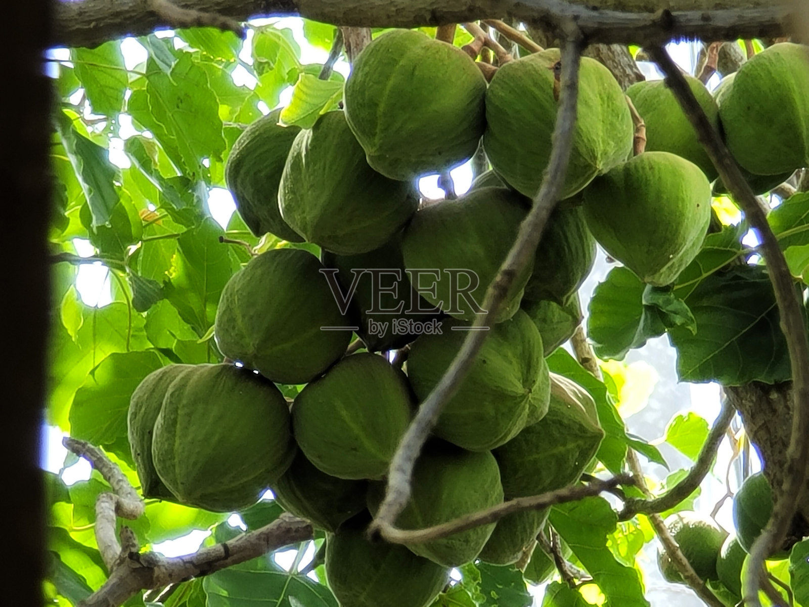 Javilla照片摄影图片