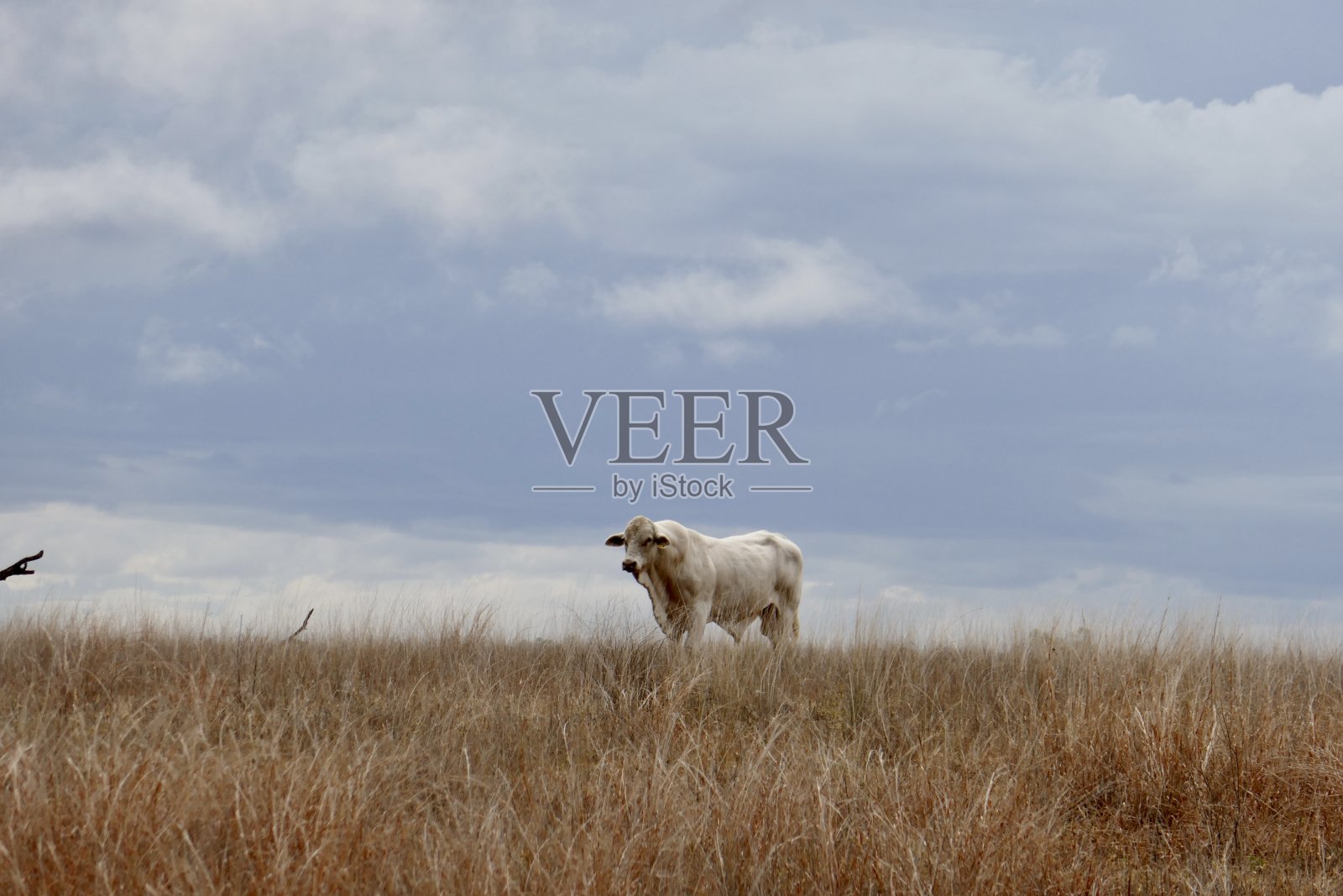 围场公牛照片摄影图片