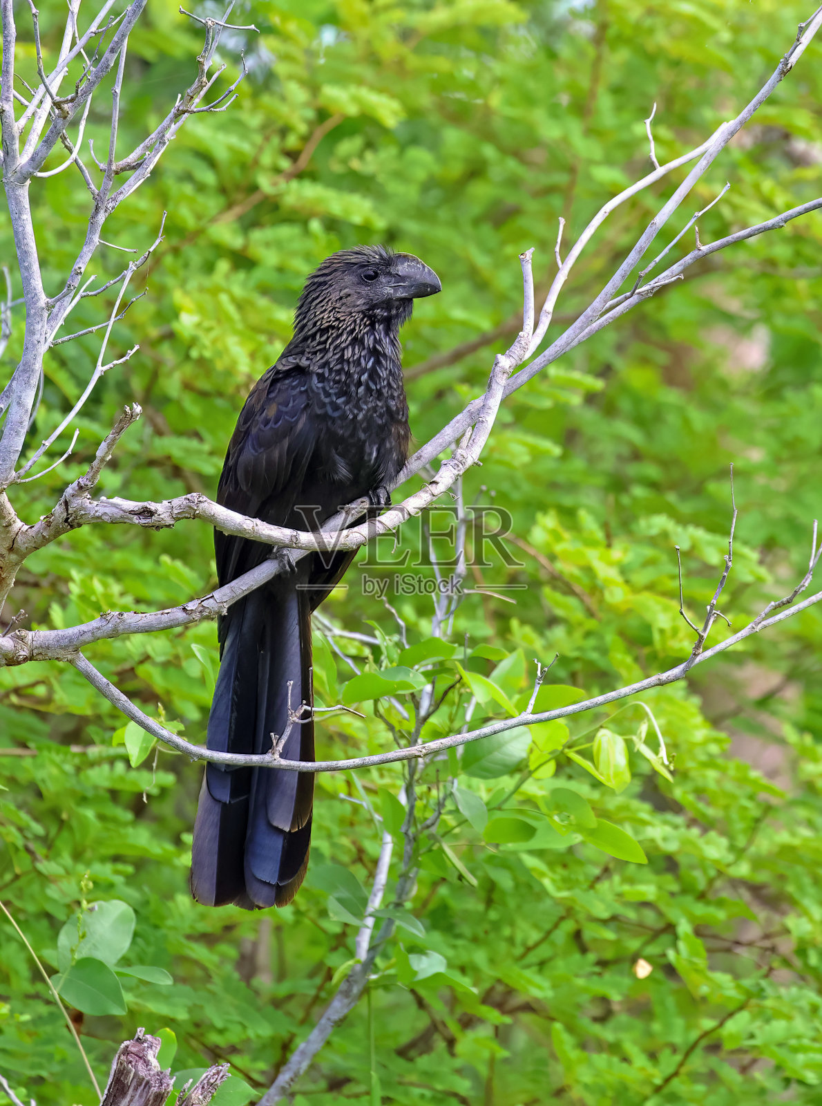 Smooth-billed Ani照片摄影图片