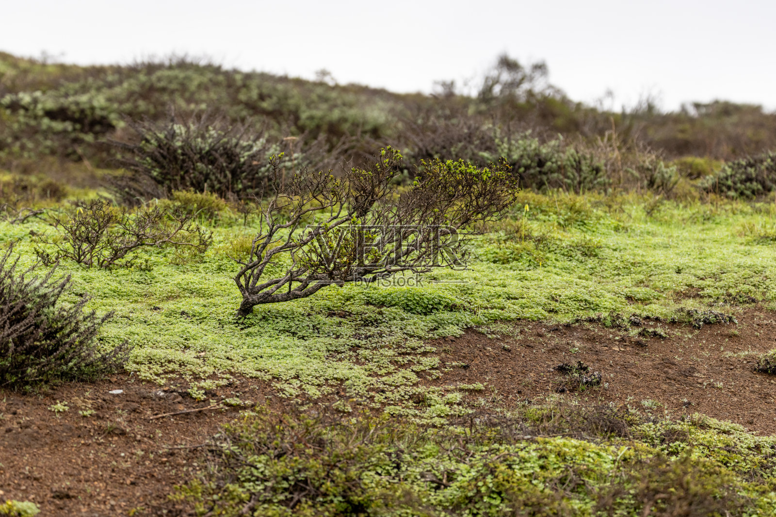 MIlagra脊照片摄影图片