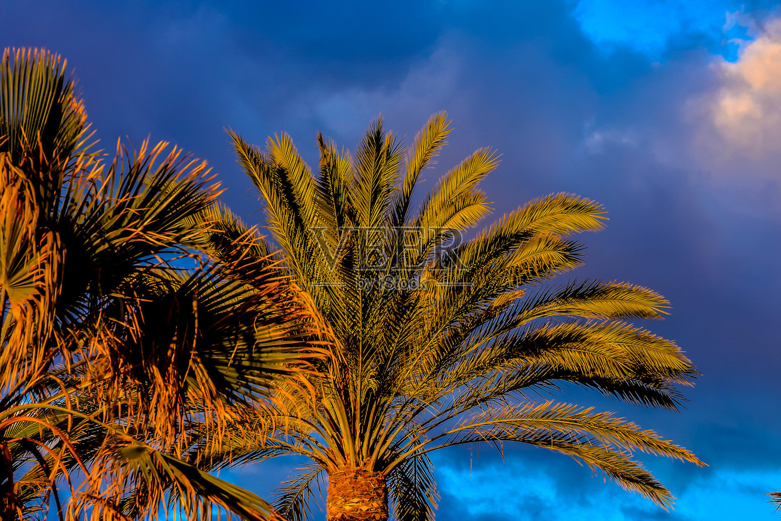 绿棕榈加那利树照片摄影图片