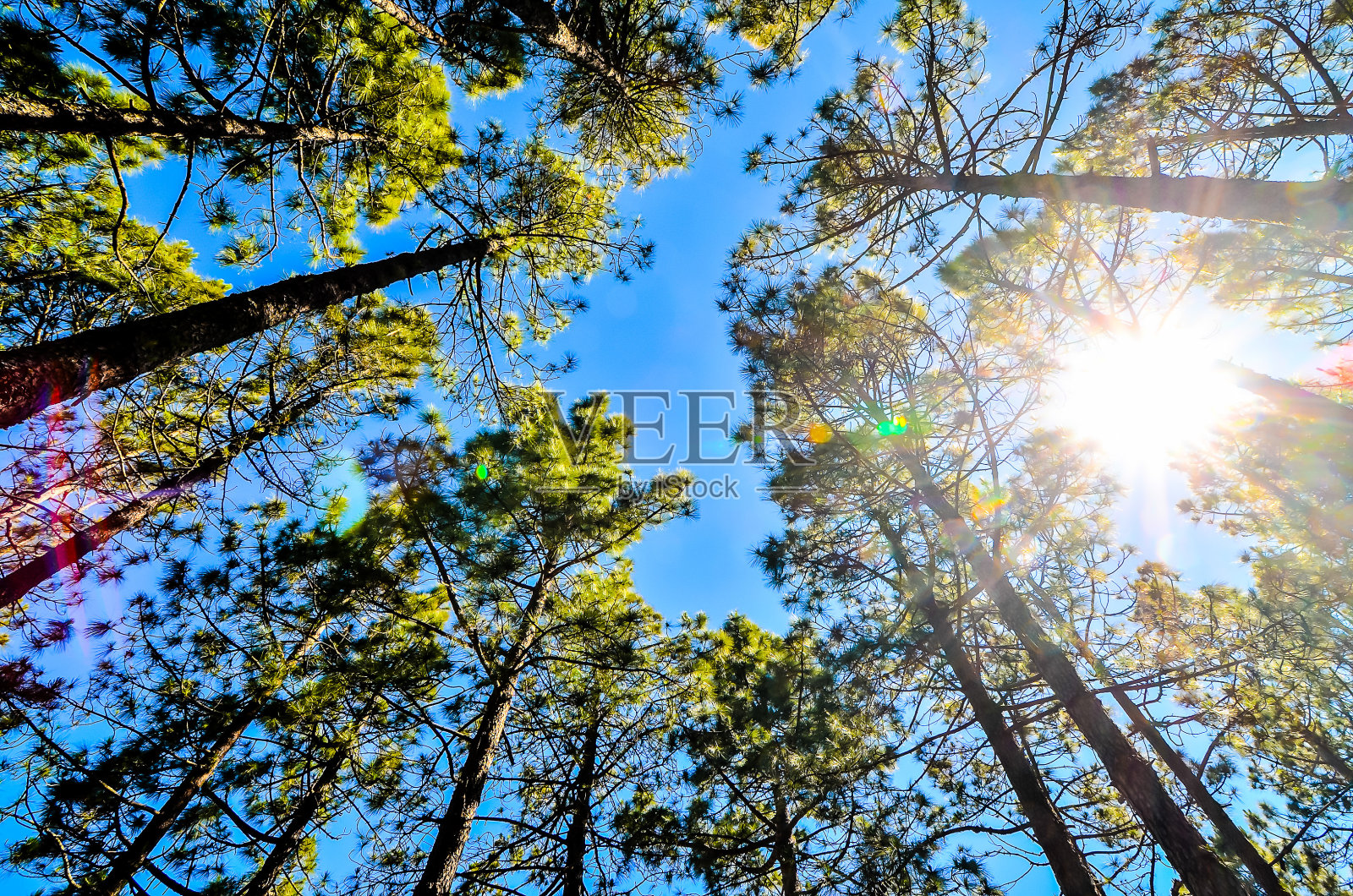 非常高的松林照片摄影图片