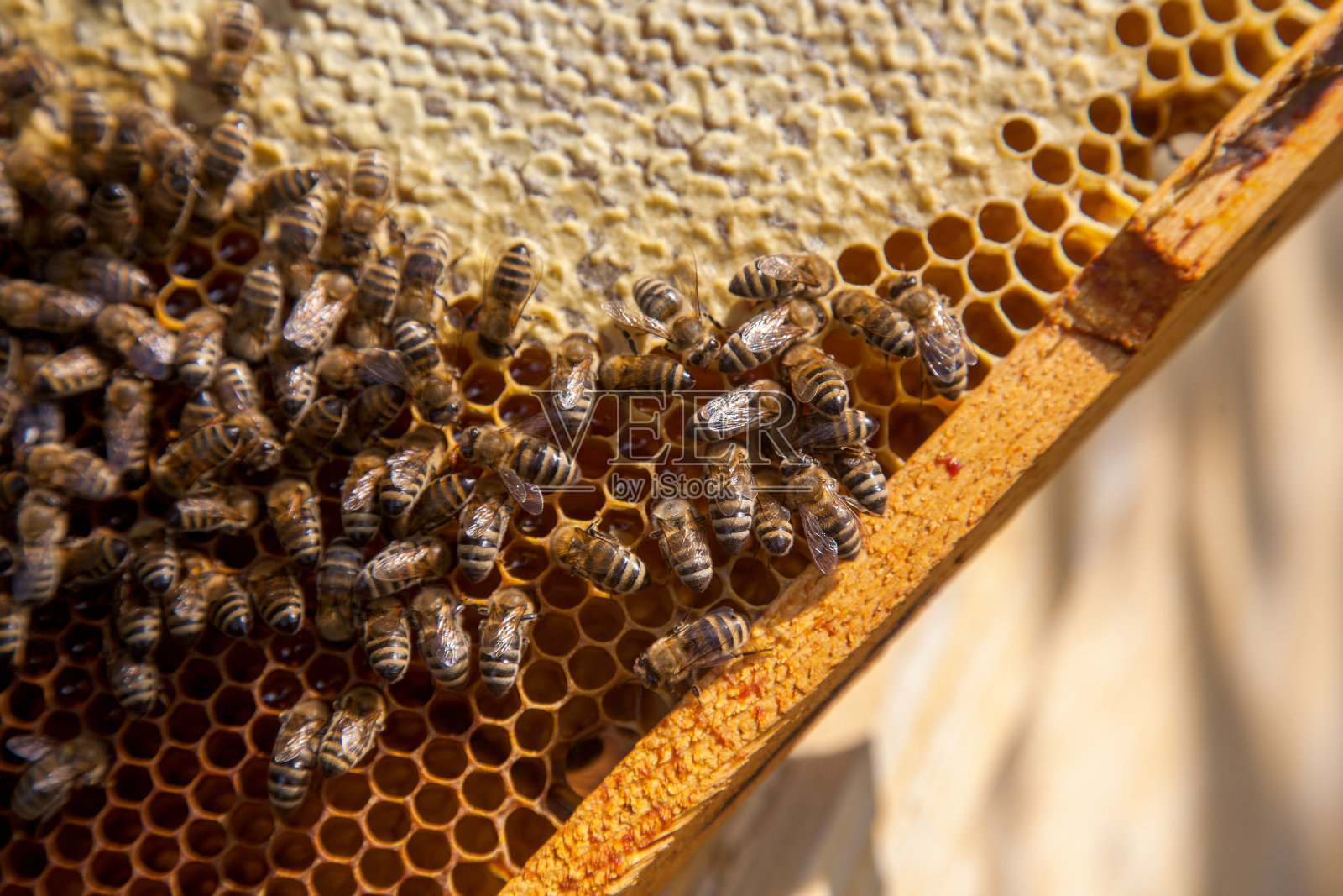 工作的蜜蜂在棕色的蜂巢里采蜜。照片摄影图片