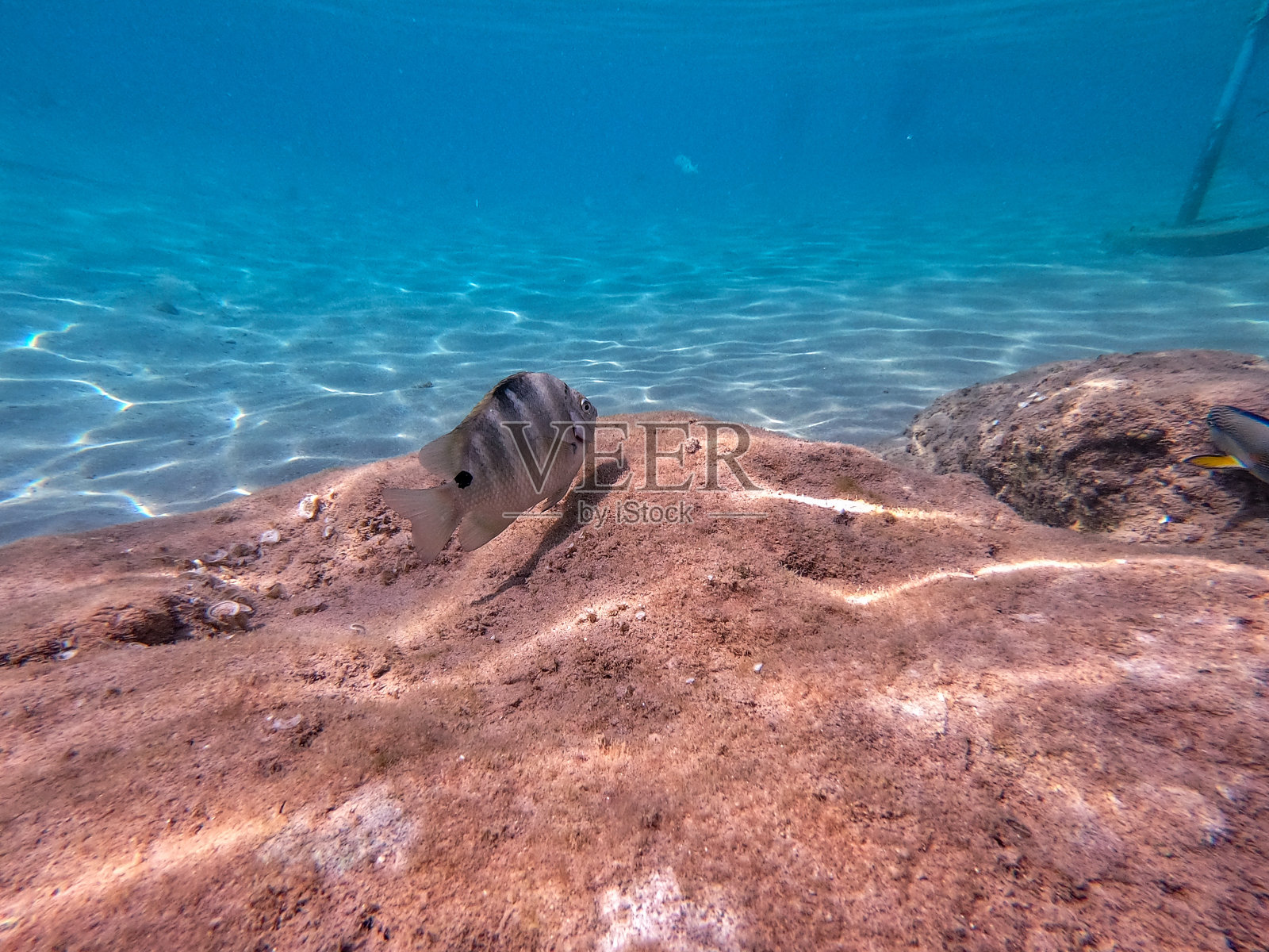 红海珊瑚礁上的三斑龙(三斑龙)。照片摄影图片