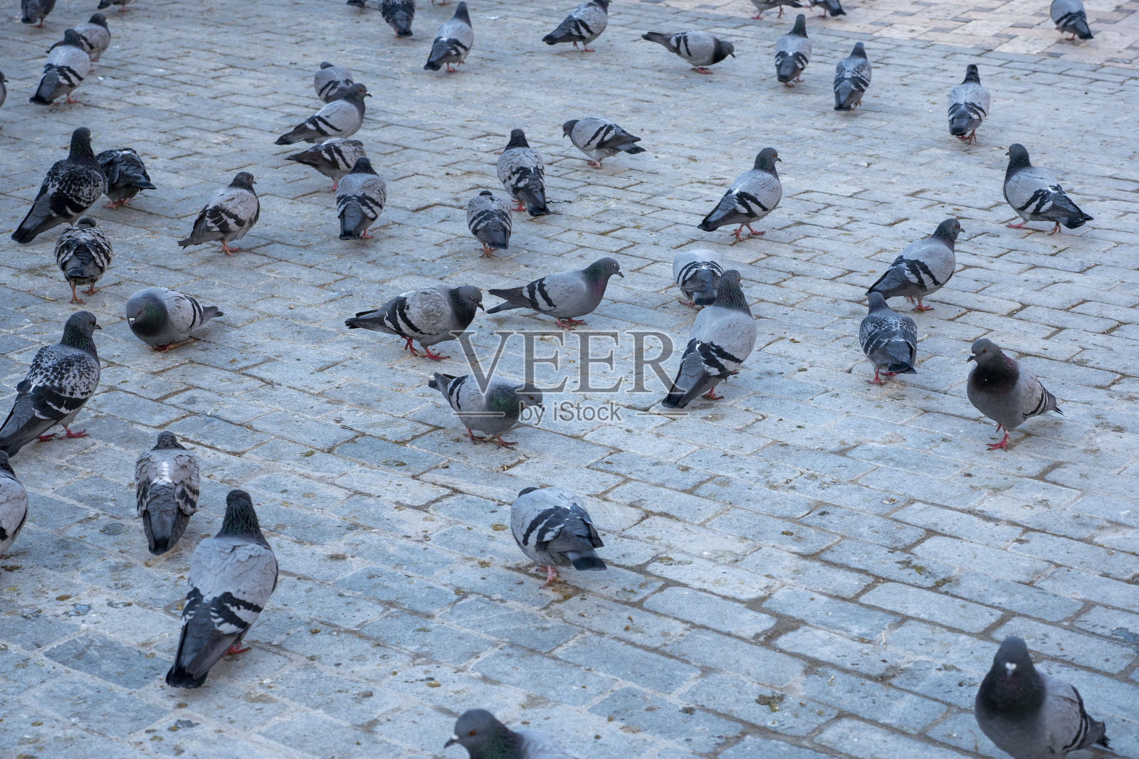 聚集在城市广场的野鸽特写，照片摄影图片
