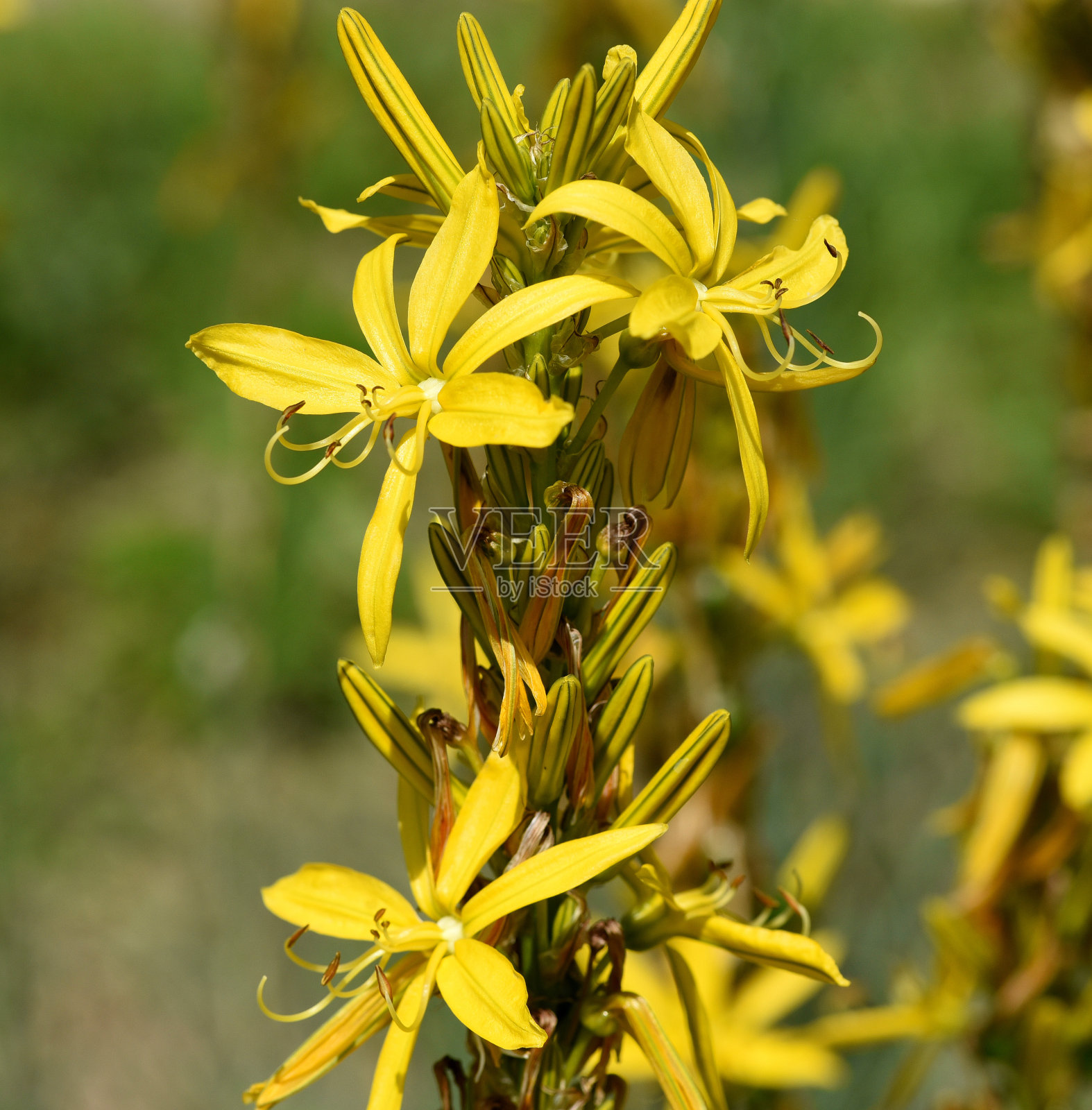 Asphodeline, lutea照片摄影图片