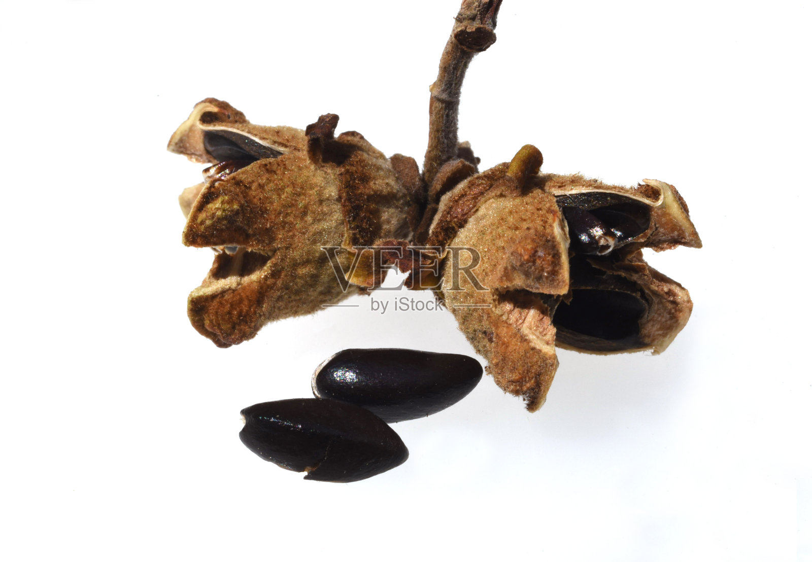 金缕梅，金缕梅照片摄影图片