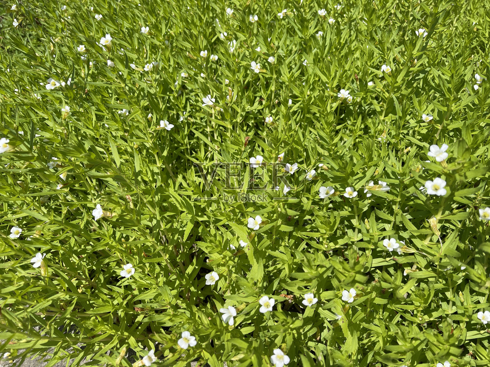 Gottes-Gnadenkraut, Gratiola Officinalis照片摄影图片