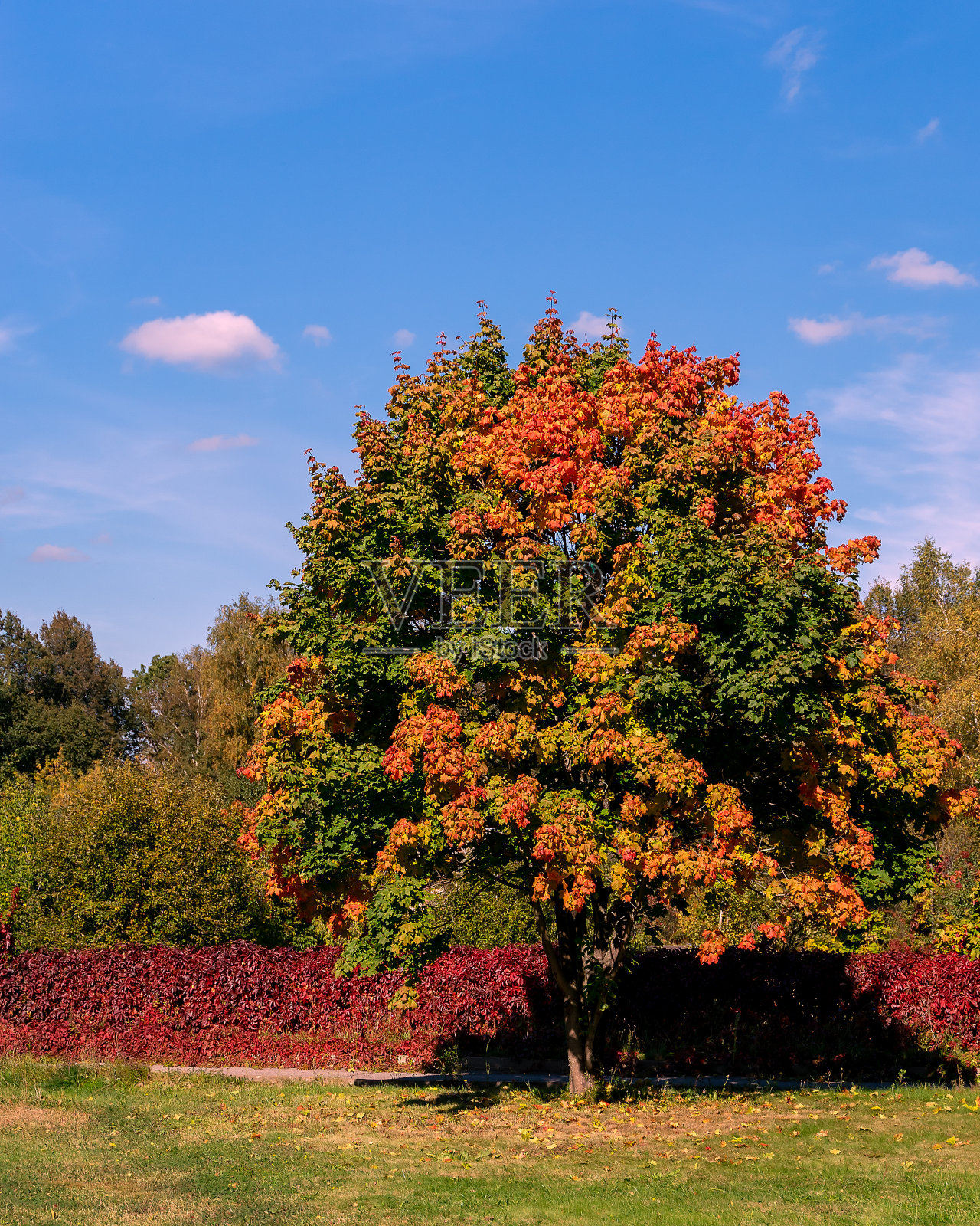 枫叶与黄绿色的叶子在其他树木的背景。照片摄影图片