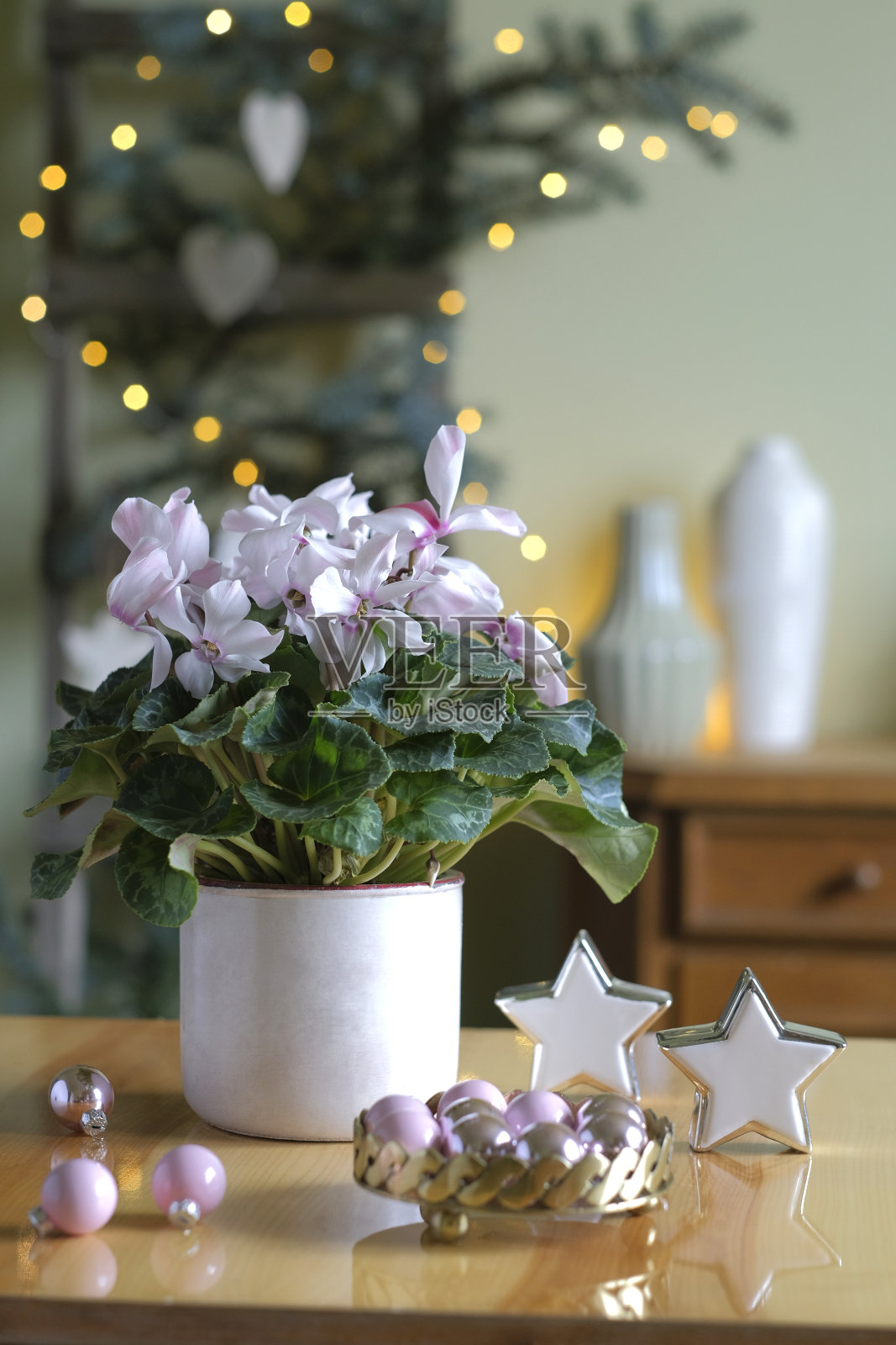 花盆里的白色和紫色的仙客来照片摄影图片