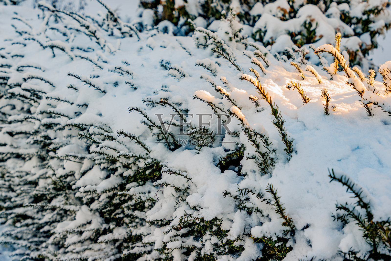 灌木覆盖着厚厚的一层雪，小树枝从雪中发芽照片摄影图片