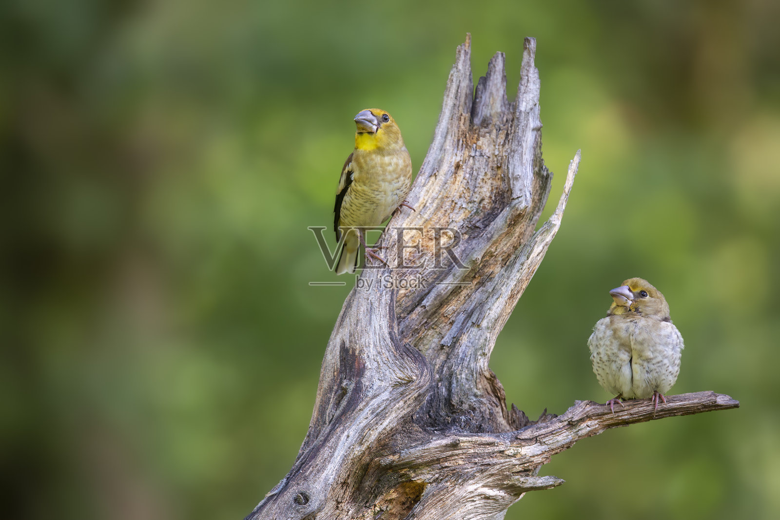 树枝上的两只幼山雀(山雀属)照片摄影图片